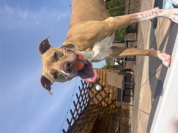 /Images/uploads/Canine Rescue of Central PA Rescue Royalty/CRCPA-rescue-royalty/entries/34142.jpg
